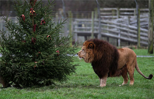 320名圣诞老人整体冲浪？？？八一八圣诞节奇闻趣事